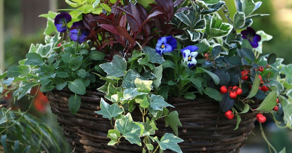 Preston Bissett Nurseries and Country Shop Winter Hanging Baskets