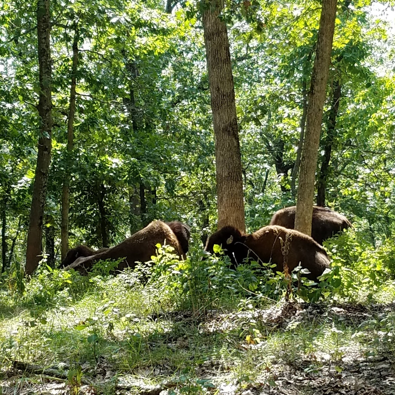Play St. Louis Lone Elk Park, Valley Park
