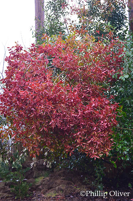 Touch Of Class Plants Product Catalogue 2019 2020 By Touch Of