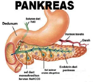 Kelenjar Pankreas - berbagaireviews.com