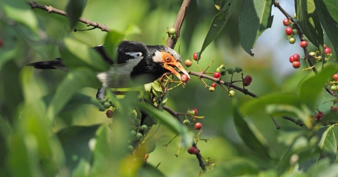 Makanan Jalak Suren Agar Gacor dan Rajin Berkicau Terus
