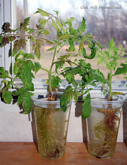 Tomato plants growing in glasses of water on a windowsill