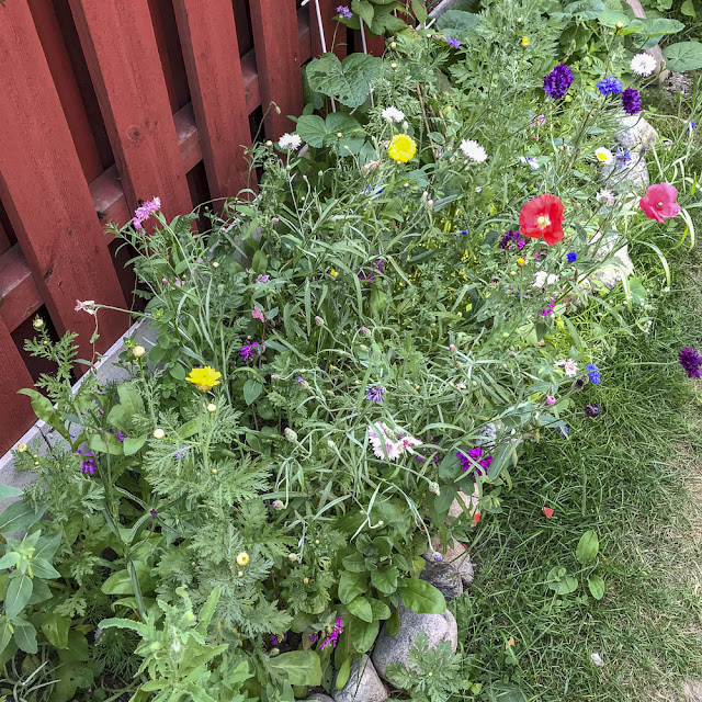 sommarblommor somamrblommor