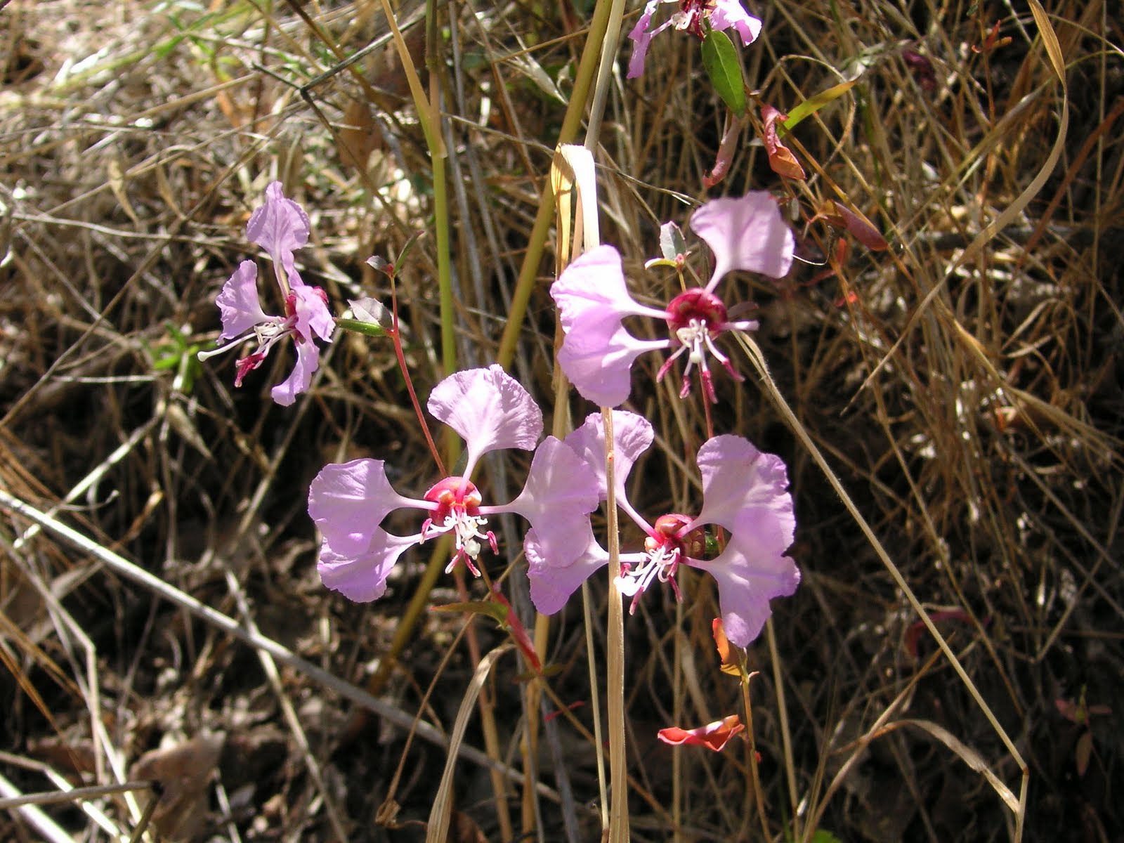 Clarkia unguiculata
