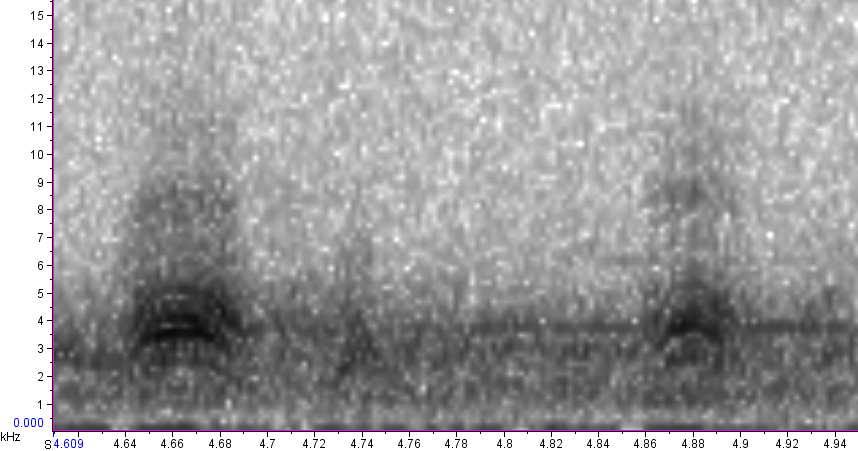 BIRD CALLS and SONGS: Red-winged and Rusty Blackbird flight call comparison