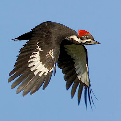 flight birds tips woodpecker pileated photographing bird stokes birding