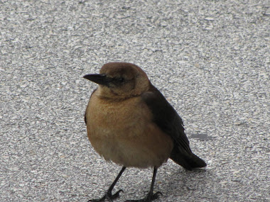 Bird at Cape Kennedy in Florida