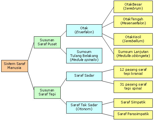 skema diagram saraf pusat - Menggali Konsep Dasar Skema Di...