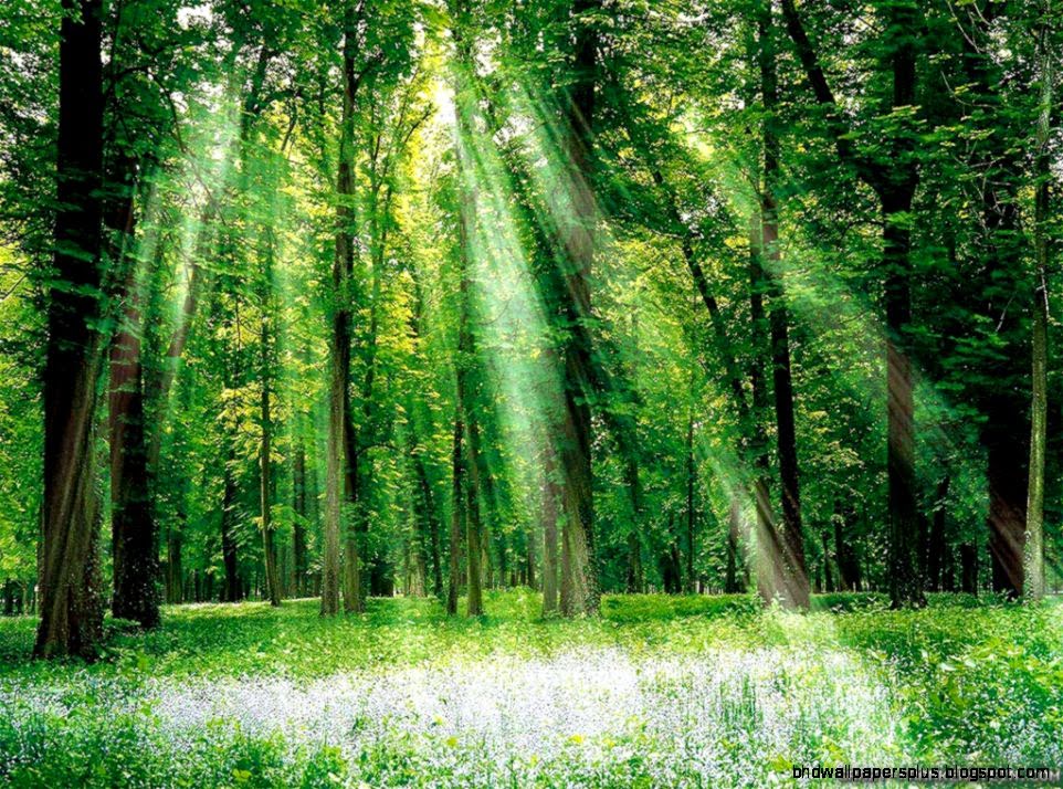 Summer Forest wallpapers 3   Crazy Frankenstein