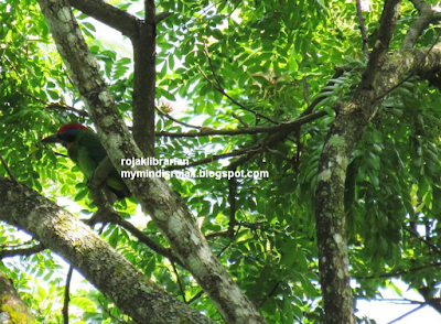 Red Crowned Barbet in Dairy Nature Farm Park