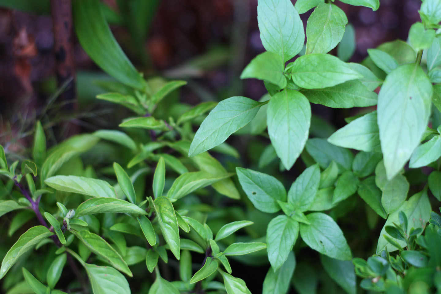 66 Square Feet (Plus) The trials of the Thai basil