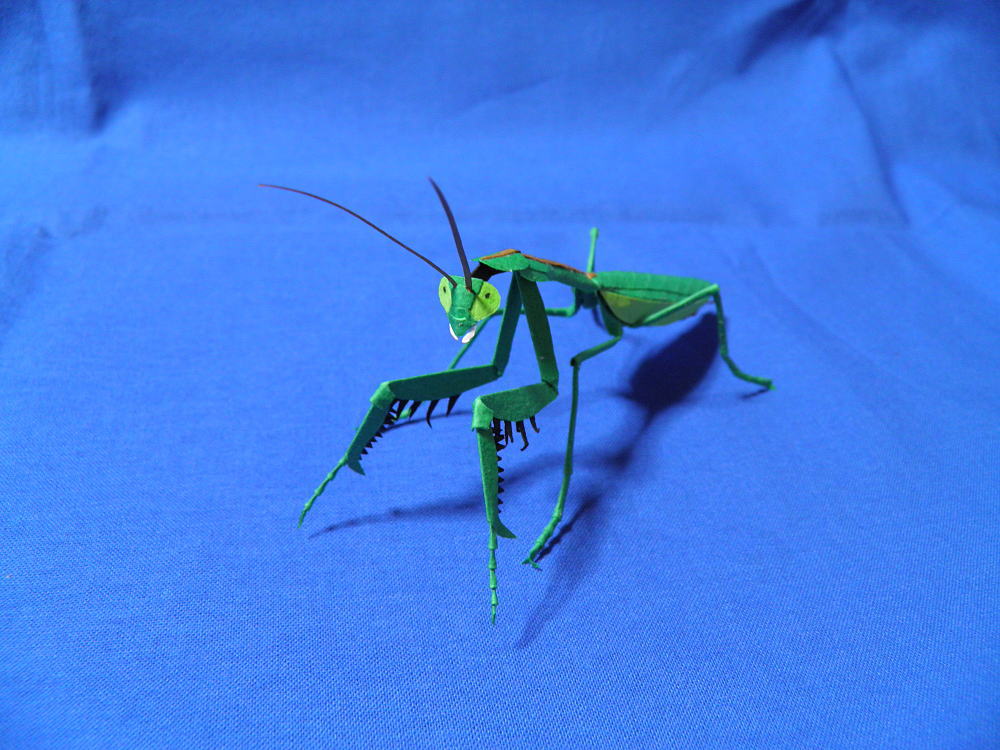 東南アジアの昆虫①オオカレエダカマキリ標本