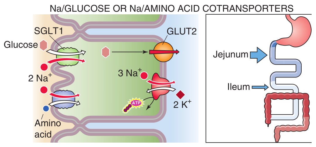 Hospital Student CELLULAR MECHANISMS OF Na+ ABSORPTION (GI Tract)