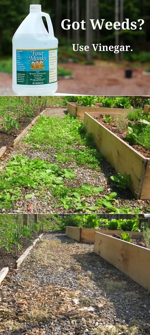 Got Weeds? Use Vinegar Gardening 101 Gardening