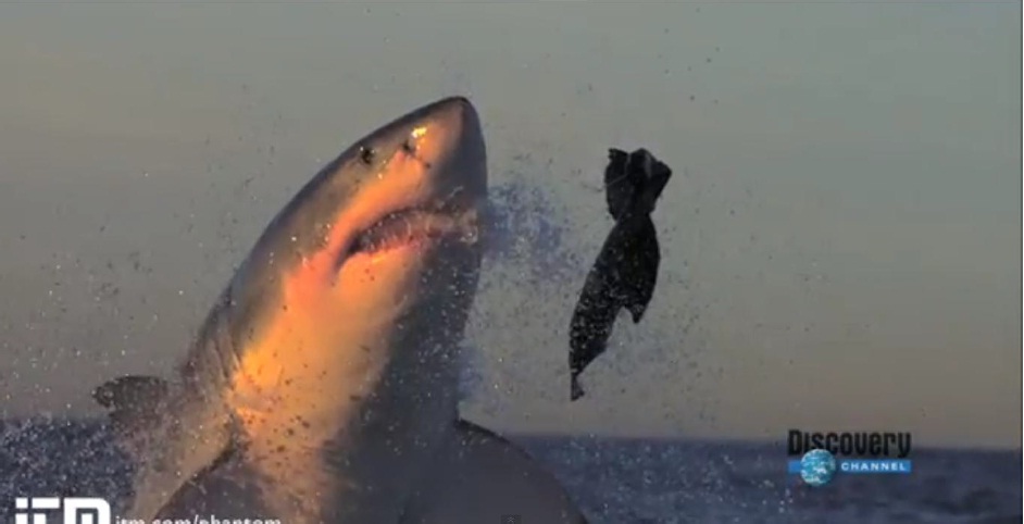 Shark Fear