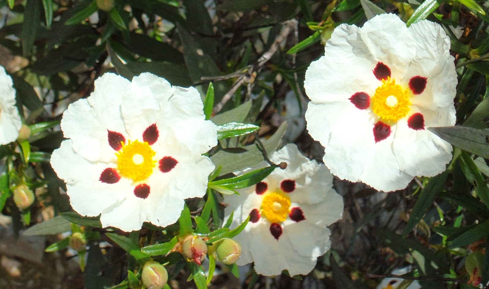 Flor de Jara Floristeria Flor de Jara