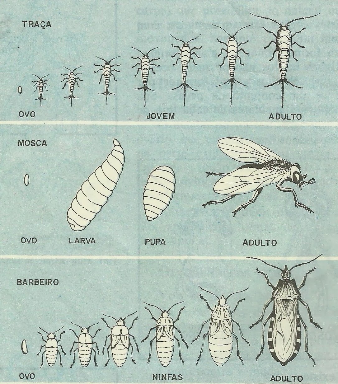 Segundo Ano Biologia Insetos