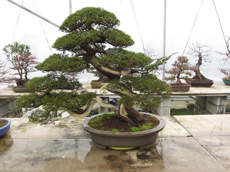 World of Bonsai and Gardening