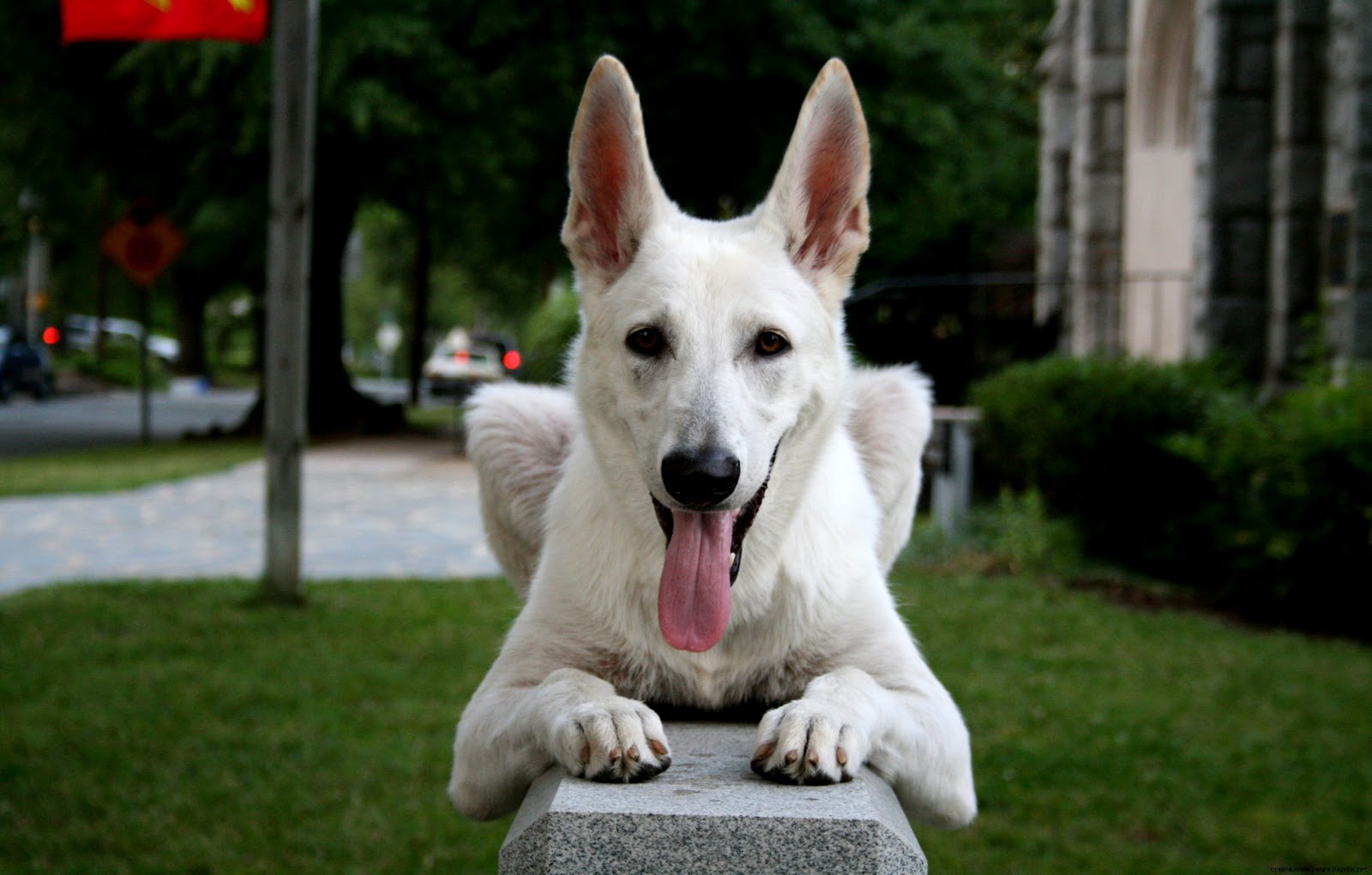 White German Shepherd Dog