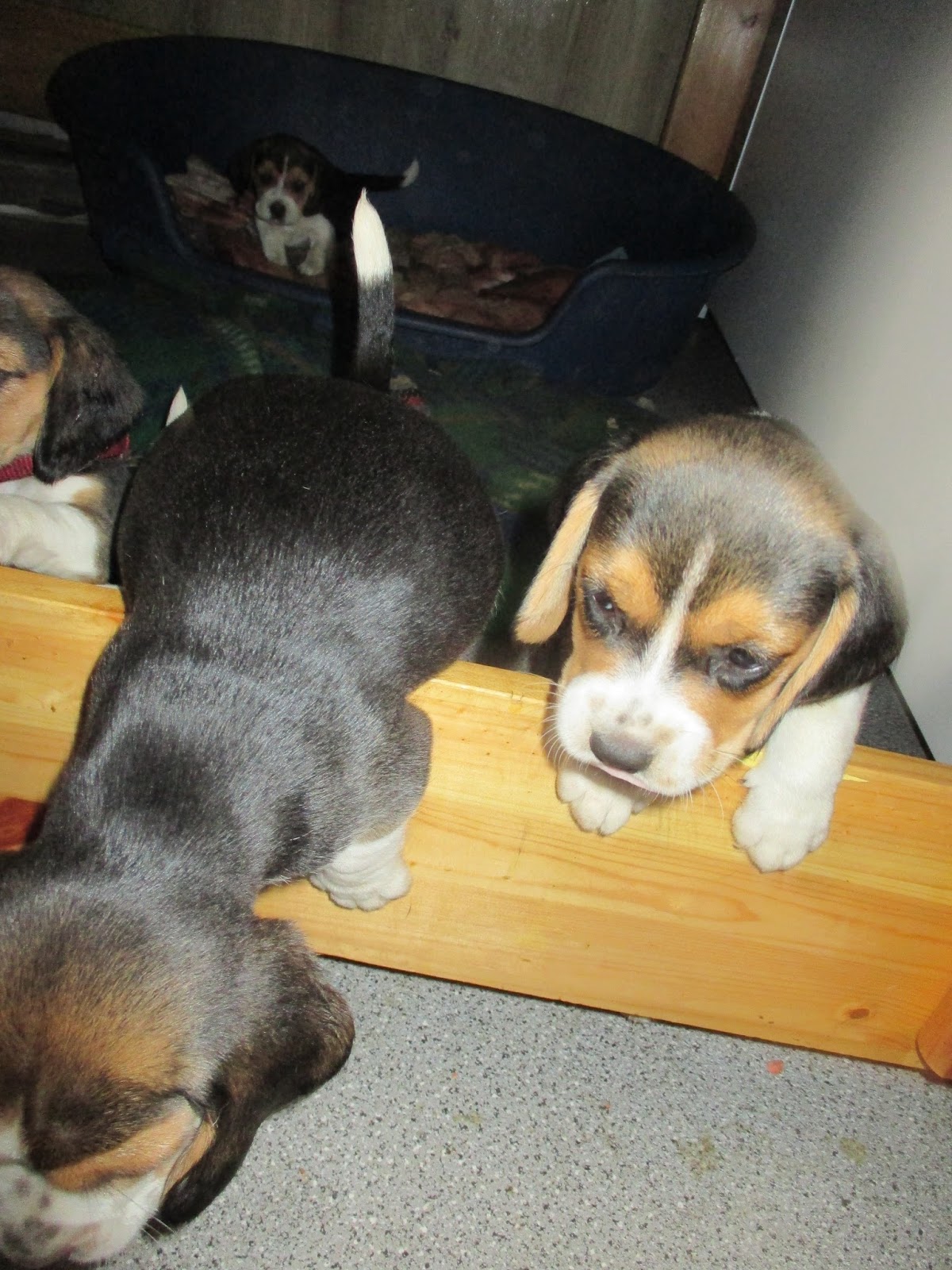 Meine Beagle Hunde Baby Hunde