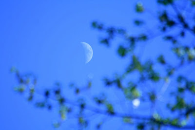 Royal Botanical Garden, Burlington: the moon :: All Pretty Things