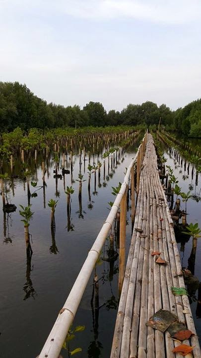 Mangrove forests in the concrete jungle of Jakarta