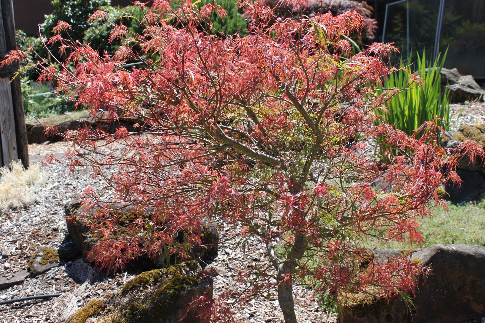 BrownStone Chinooks Wildlife Blues