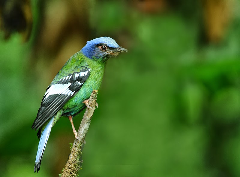Green Cochoa ~ Birds World
