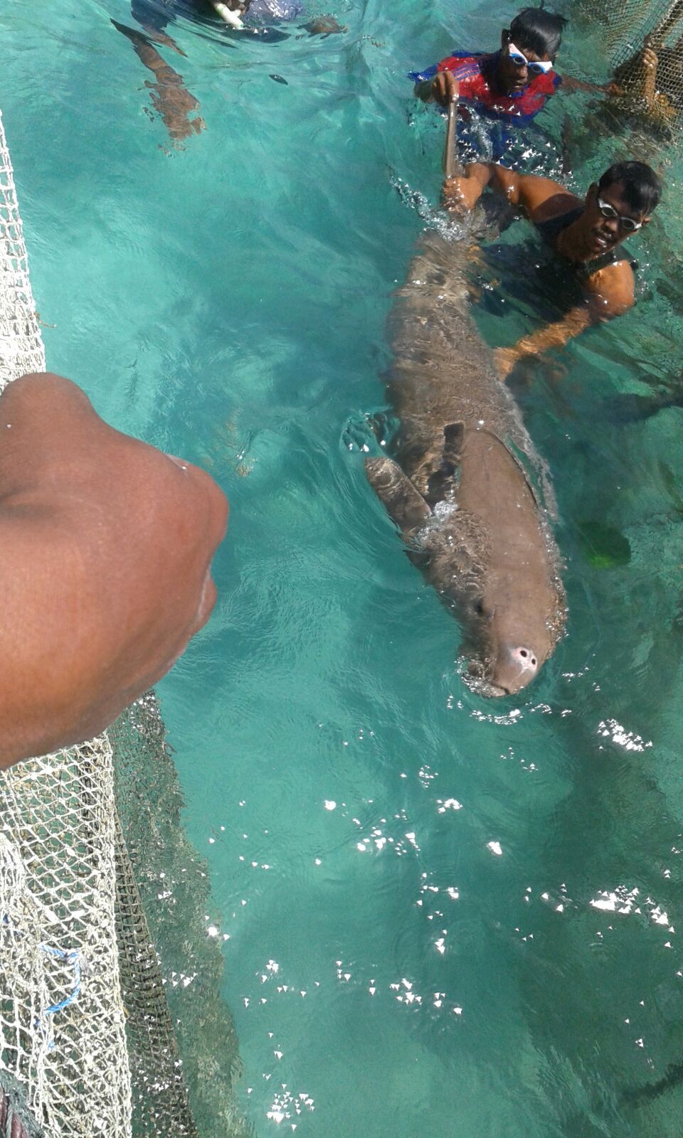 Cinta Laut Indonesia Pemerintah Menyelamatkan Mamalia Laut