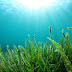 Ervas-marinhas: potentes bactericidas nos oceanos!