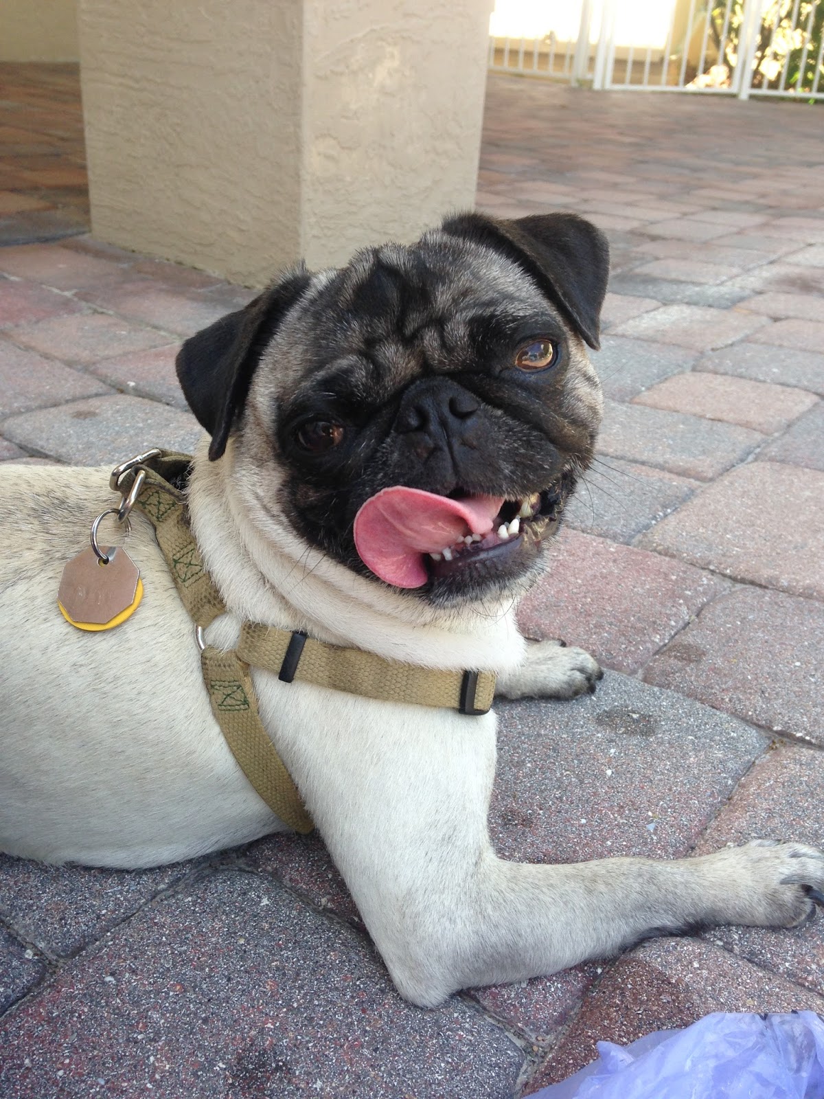 pugs and heat
