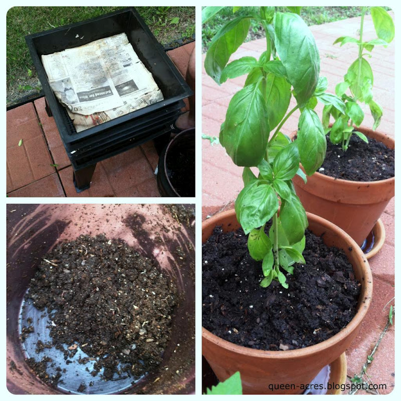 Queen Acres Basil Grown with Compost