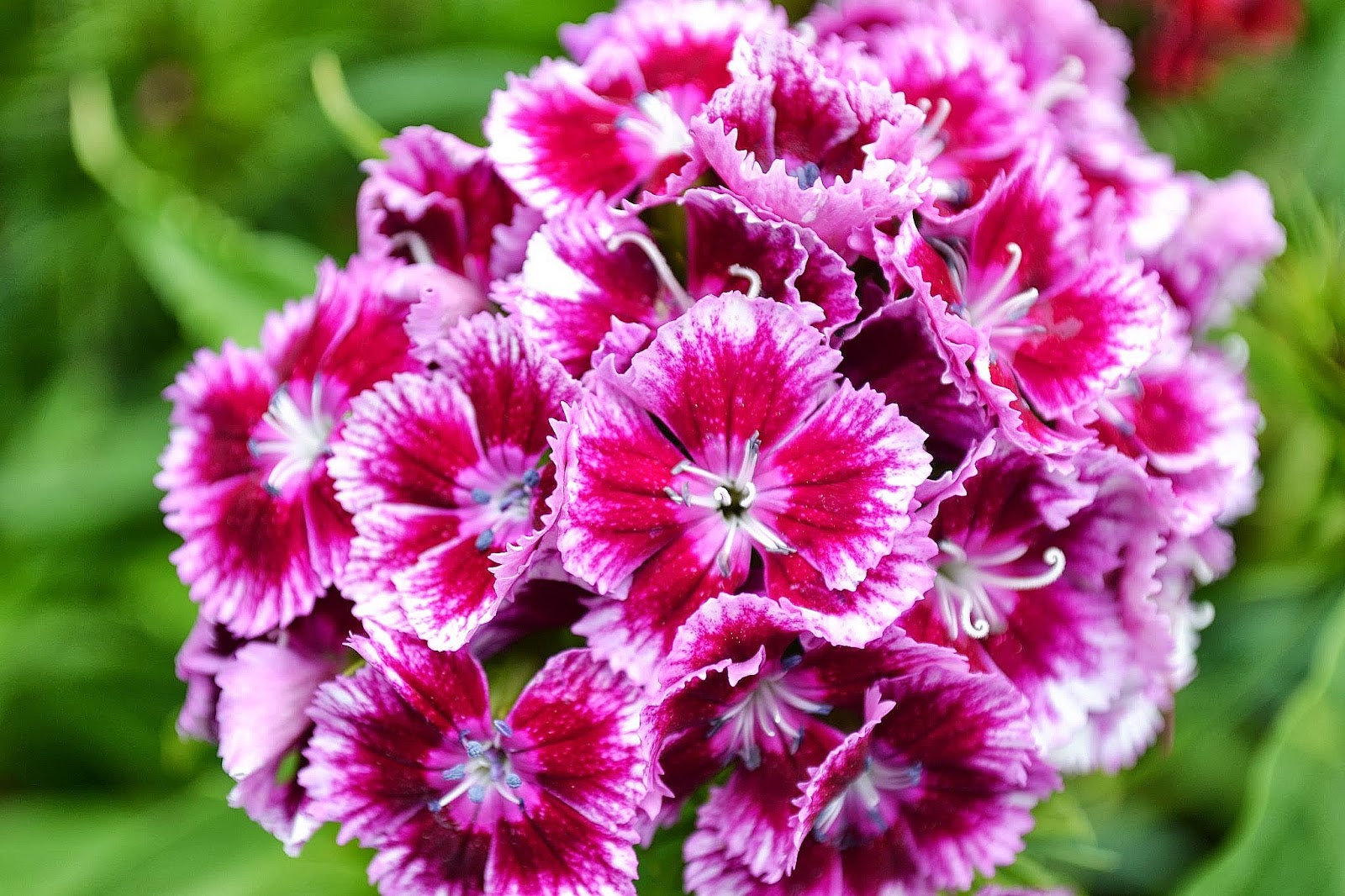 The Outlaw Gardener Vashon Island Part 3; Visiting Kathy's Corner Nursery