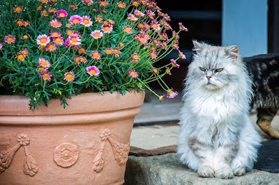 alt="gato persa sentado contemplando su entorno"