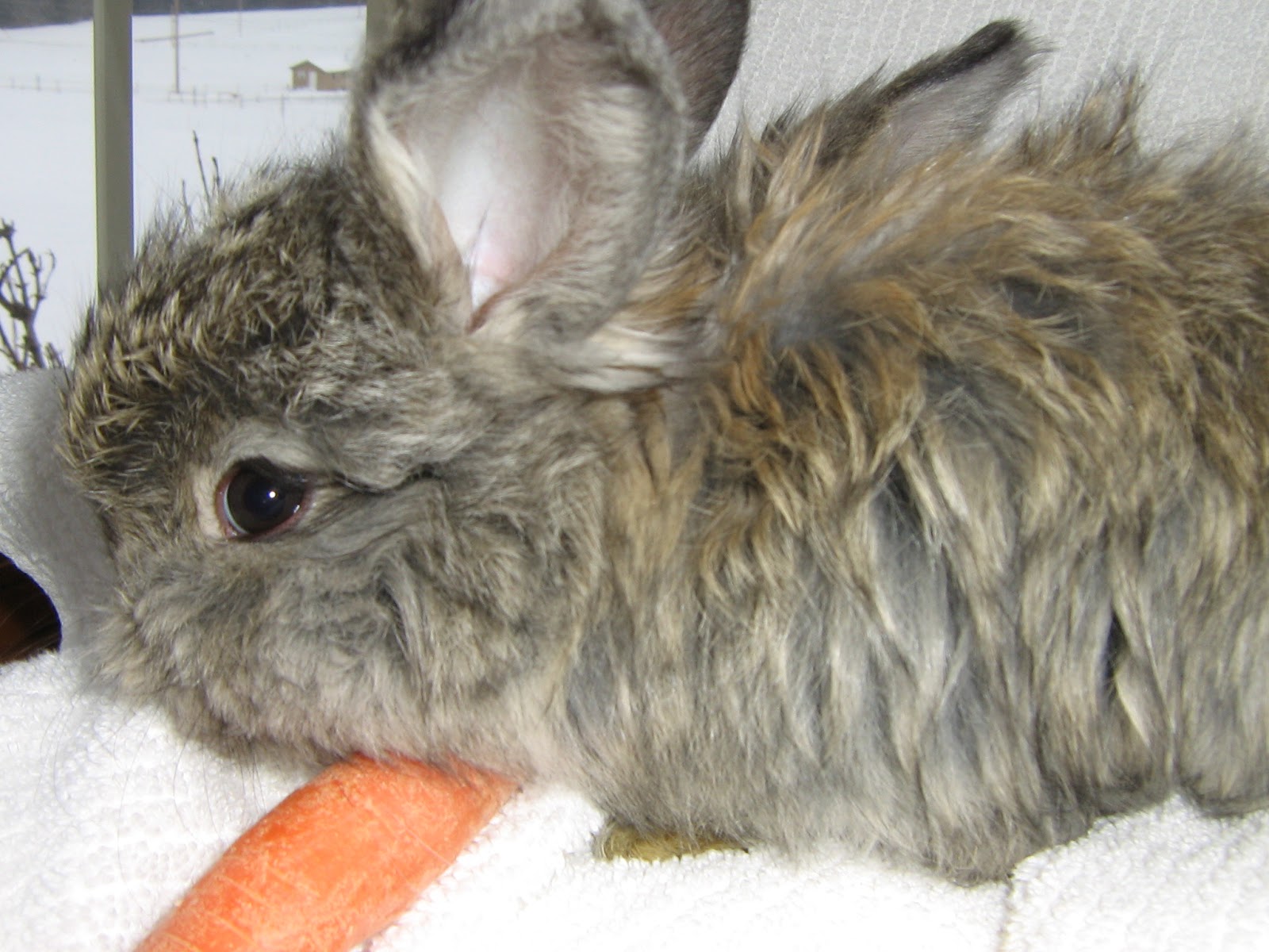 Baby bunnies for sale near me
