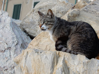 Marina Di Pisaの猫