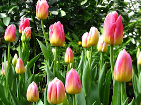 Allan Gardens Conservatory Spring Flower Show 2012 pink and yellow tulips by garden muses: a Toronto gardening blog