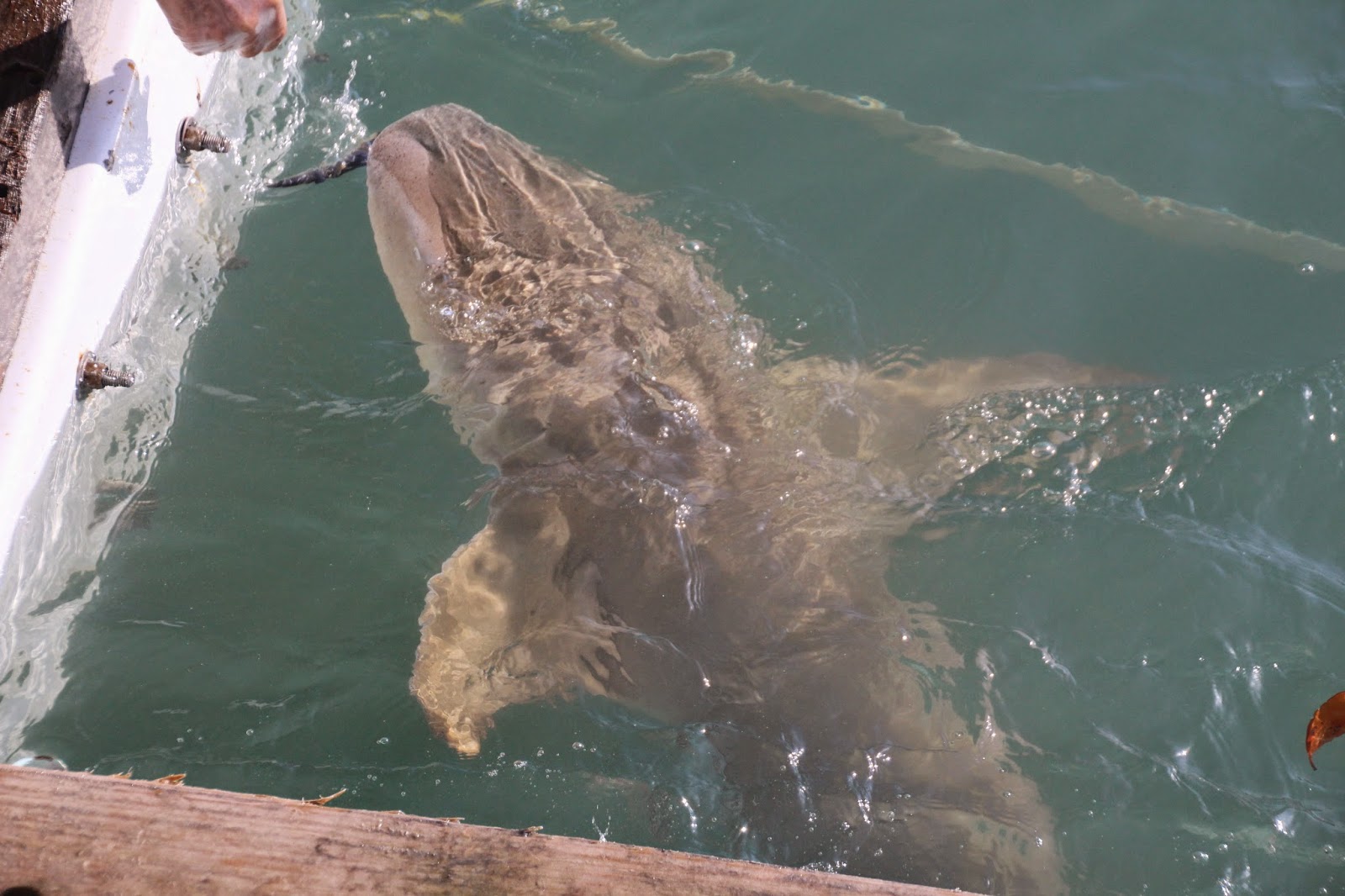 BIKER CHICK GONE CRAZY BOB'S YOUR UNCLE AND FANNY'S YOUR AUNT