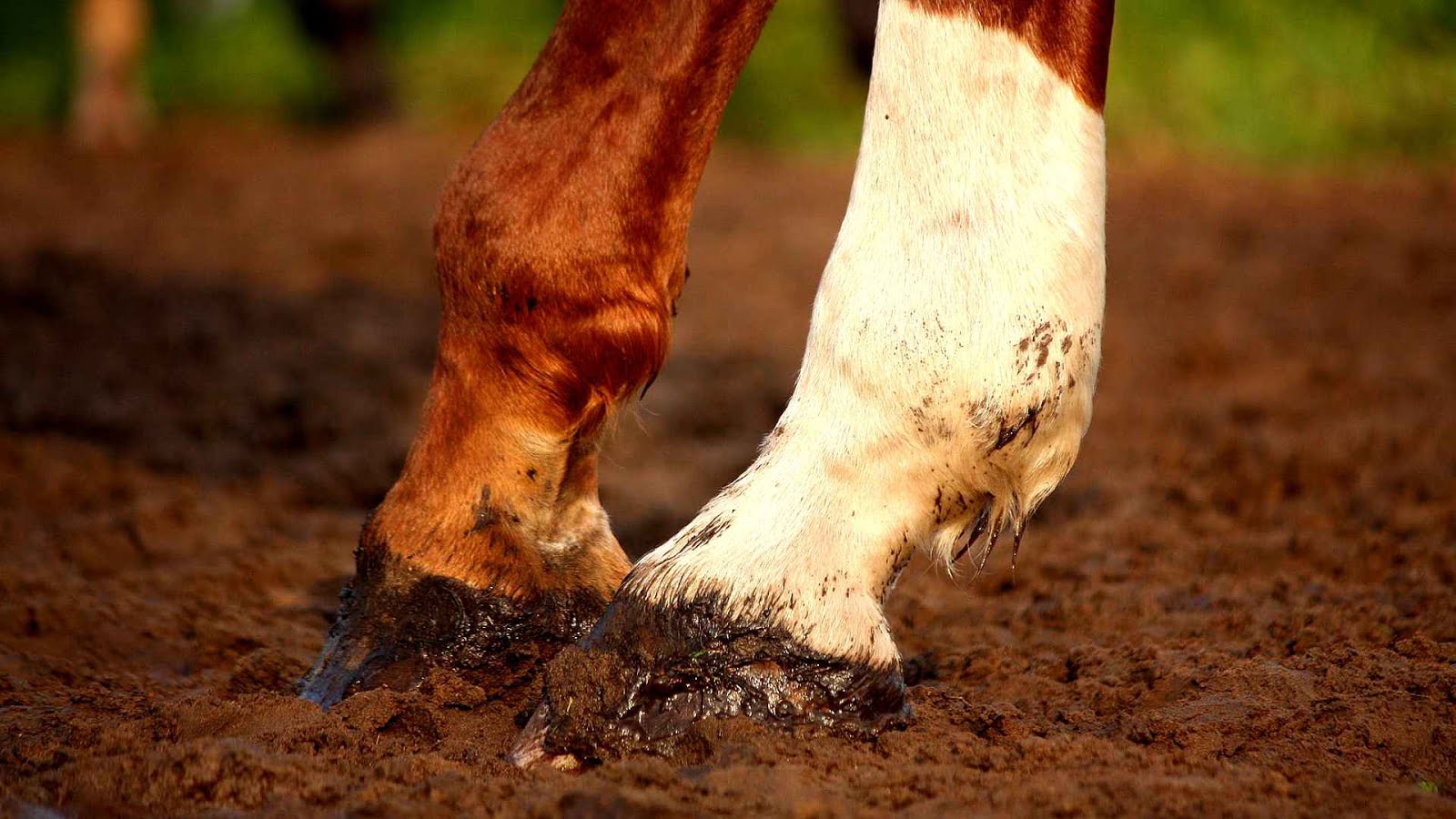 Treatment of equine lameness Horse Horse Choices