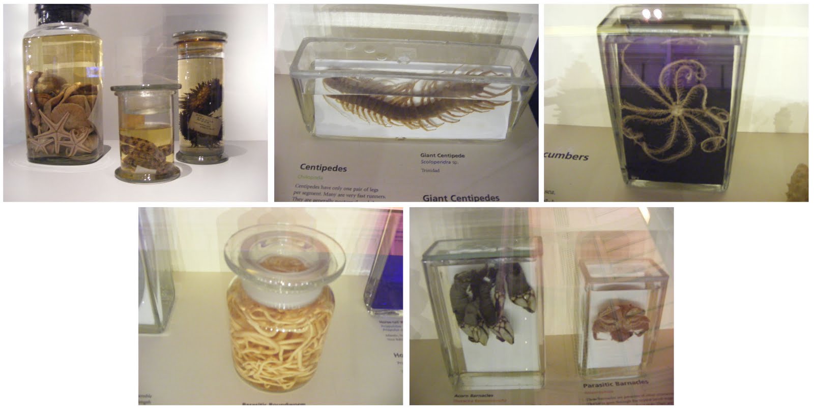 Unit 7 "Pathways to Fairy Lands" Digital Jars Research