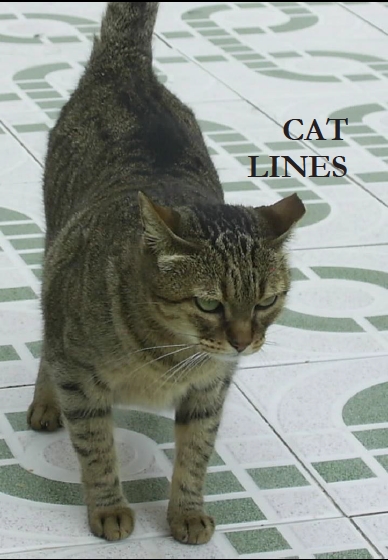 cat poems that rhyme | Diigo Groups
