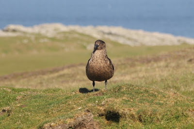 Great Skua by Lewis Mitchell Great Skua by Lewis Mitchell