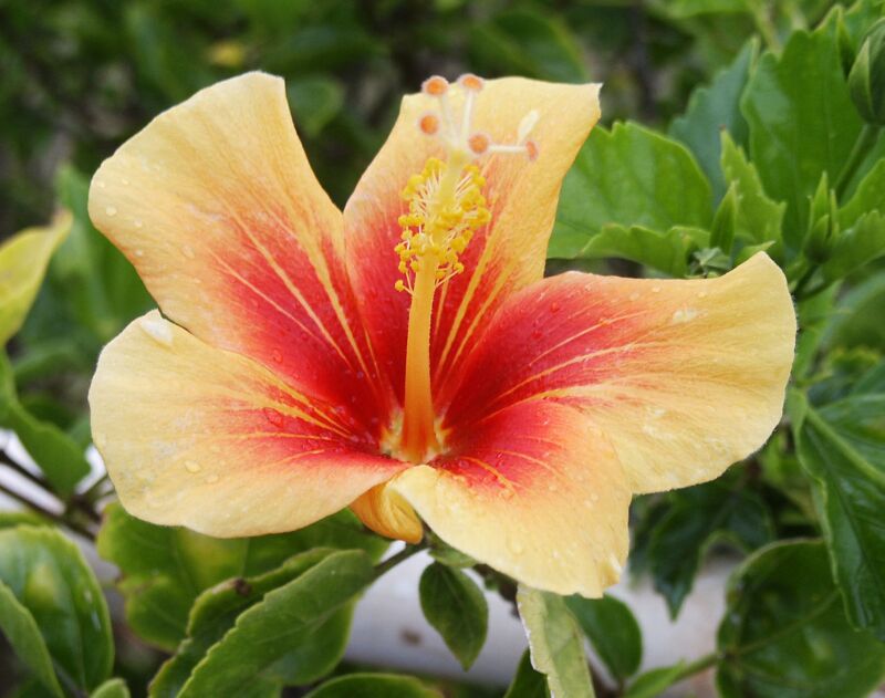 Enjoying Tampa Bay Tropical Hibiscus Show & Sale