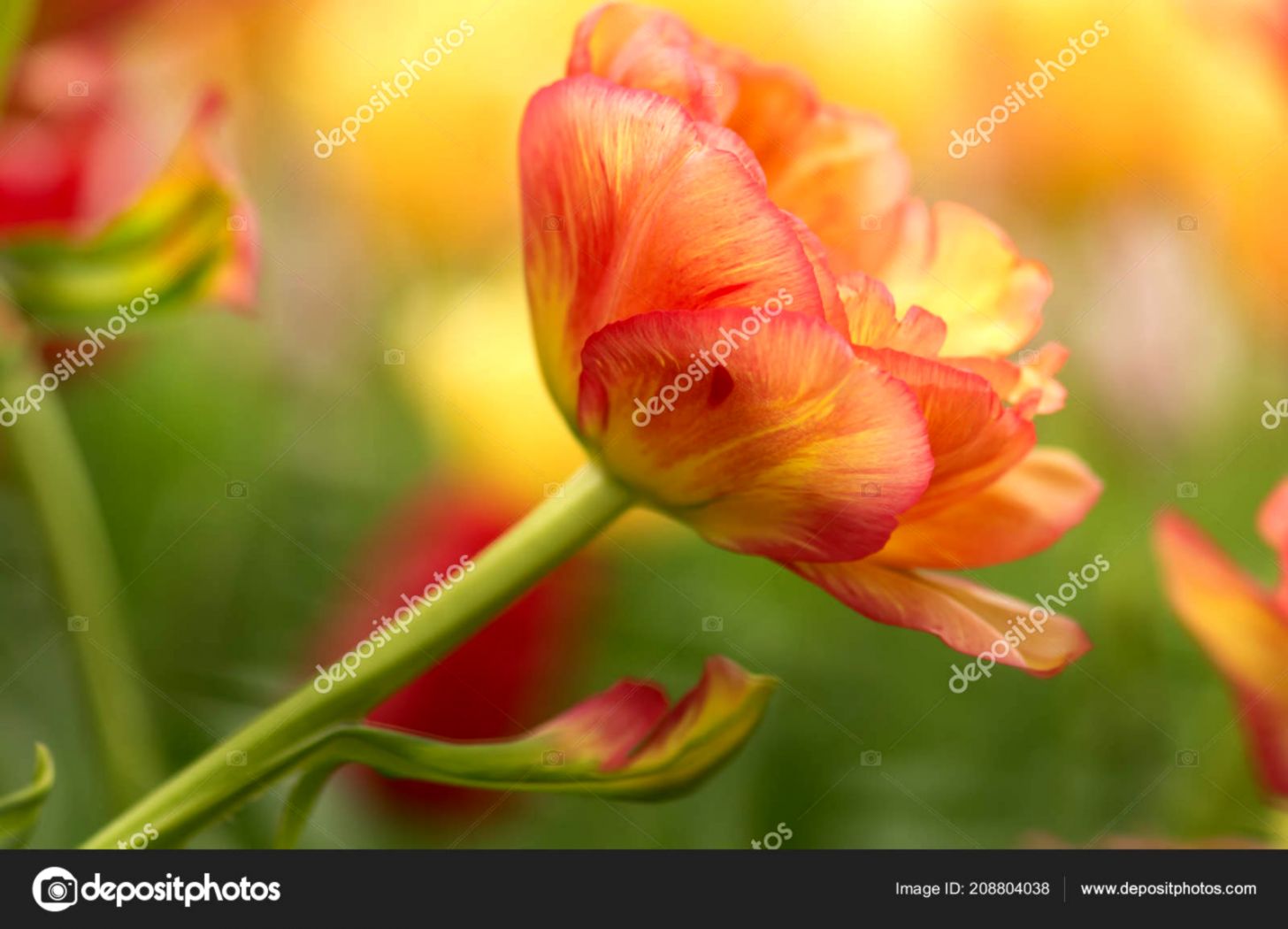 Tulips Spring Flowers Focus Bokeh Close Up Hd Wallpaper