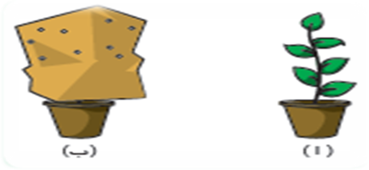 اهميه ضوء الشمس للكائنات الحيه