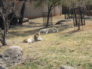 Lion  enclosure.Male white lion and normal tawny female lion.