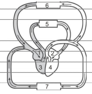 Berikut Gambar Peredaran Darah Besar Dan Kecil, Paling Heboh!