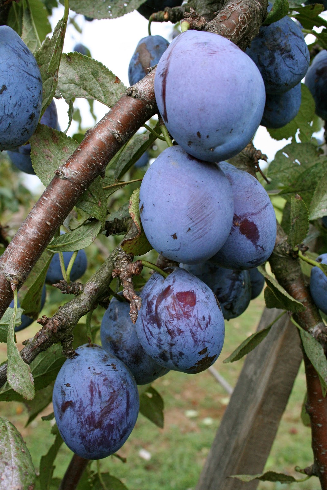 Farmwife at Midlife "The plums that were in the icebox..."
