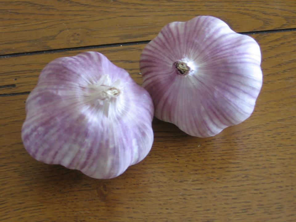 Carondelet Garden Urban Farm Garlic of the Day Sonoran