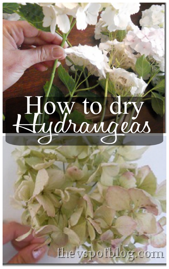 great pics how to dry hydrangeas
